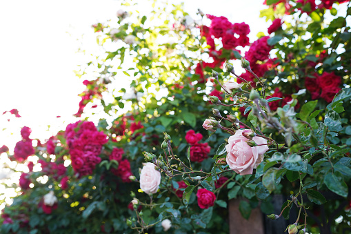 A garden with pink and red roses in the summer. Shallow depth of field with focus placed over the nearest flowers. The background is blurred. The image was captured with a fast prime 105mm macro lens and a full frame DSLR camera at low ISO resulting in large clean files.