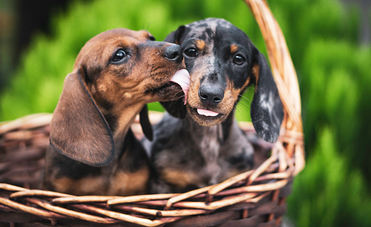A photograph where two beautiful dachshund dogs express true love and enjoy the summer in Pérez Zeledon Costa Rica