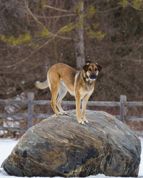 Rescued sheppard mix standing on a rock