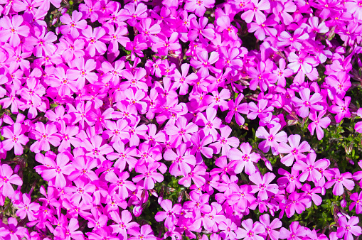Closeup background of tiny purple phlox flowers in a Cape Cod garden.