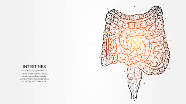 abstraktion polygonale vektordarstellung des darms auf hellem hintergrund. verdauungssystem, inneres organ niedriges poly-design. medizinisches banner, vorlage oder hintergrund. - menschlicher darm stock-grafiken, -clipart, -cartoons und -symbole