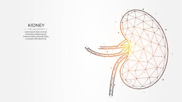 illustrazioni stock, clip art, cartoni animati e icone di tendenza di illustrazione vettoriale poligonale astratta di reni umani su uno sfondo chiaro. design a basso poli dell'organo interno. banner, modello o sfondo di nefrologia. - renal vein