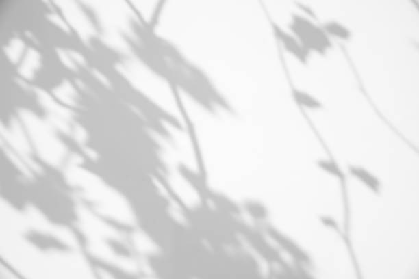 istock Light and shadow natural leaves overlay on white background.Silhouette abstract tropical leaf natural pattern for wallpaper,spring,summer texture. Black and white blurred image backdrop. 1393644419