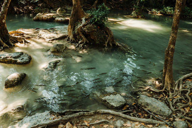 there are fish in the stream - erawan falls fotos imagens e fotografias de stock