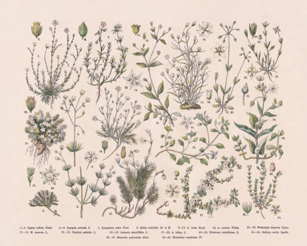 istock Pink family (Caryophyllaceae), hand-colored wood engraving, published in 1887 1393644748