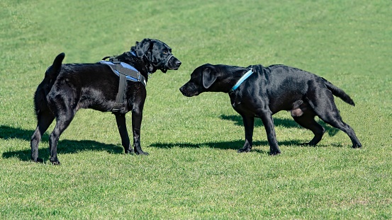 Black Labrador Dogs.