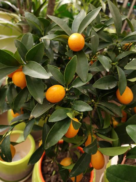 istock yellow tangerines grow on a tree 1393645553