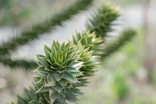 branches of the araucaria tree on a green background close-up