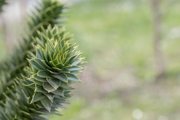 branches of the araucaria tree on a green background close-up