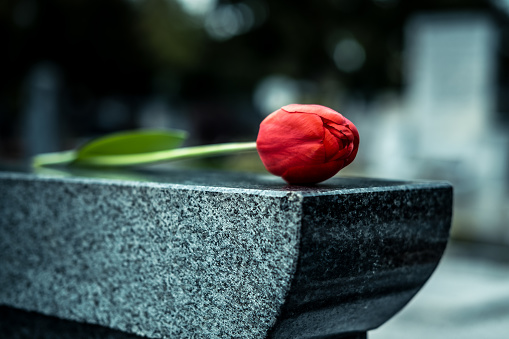 Red flower on tombstone at cemetery