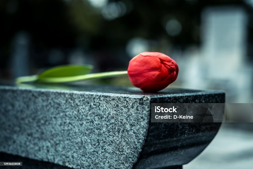 Cemetery Red flower on tombstone at cemetery Grave Stock Photo