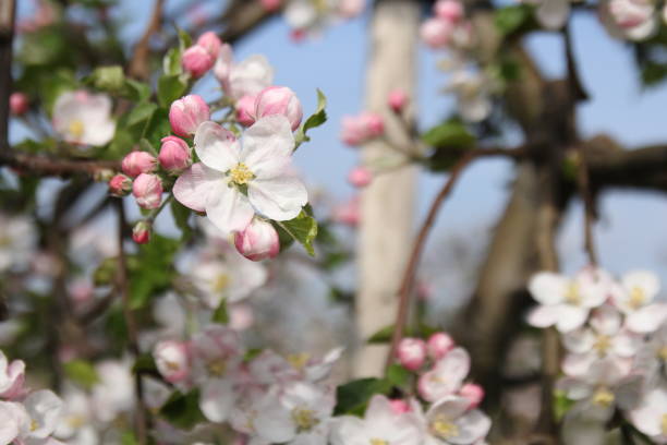 istock a beautiful scene with pink apple blossom and a blue sky 1393650905