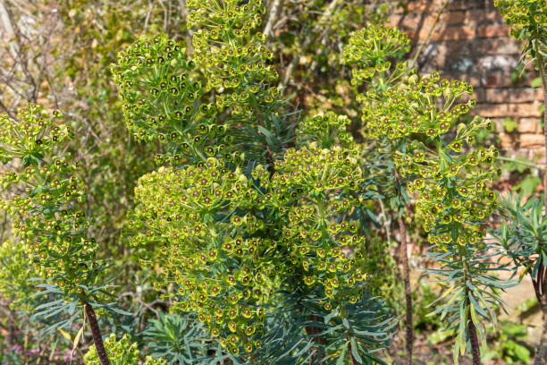 Mediterranean spurge (euphorbia characias) flowers Close up of Mediterranean spurge (euphorbia characias) flowers in bloom euphorbia characias stock pictures, royalty-free photos & images