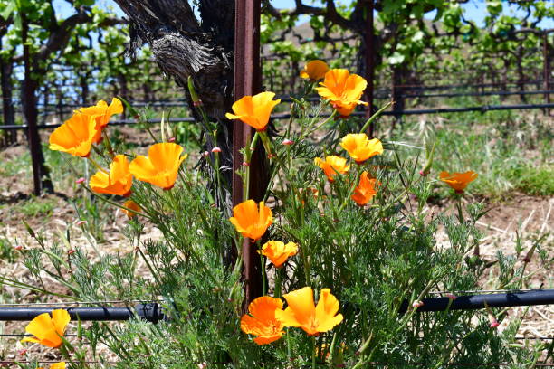 istock Wildflowers and Vines 1393651124