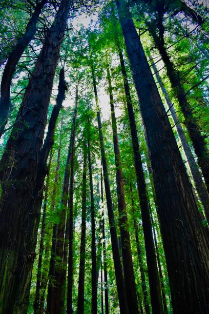 istock The Forest of Giants 1393651272