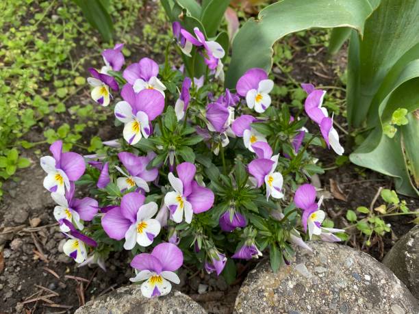 Cute beautiful small purple/white flower Cute beautiful small purple/white flower viola tricolor stock pictures, royalty-free photos & images