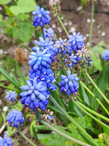 Blue muscari armeniacum botryoides or grape hyacinth