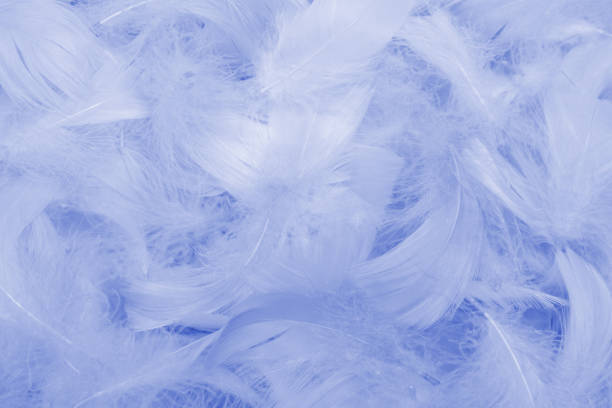 istock Purple feather as  background, top view. 1393654542