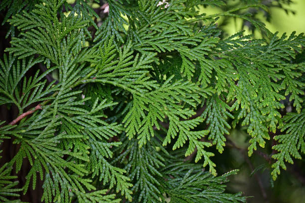 Foliage sprays of American arborvitae