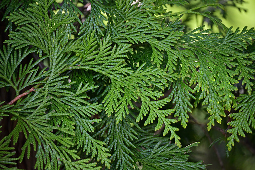 Foliage sprays of American arborvitae (Thuja occidentalis). Also known as northern white-cedar, it is a cypress native to the northeastern U.S. and southeastern Canada. Arborvitae means 