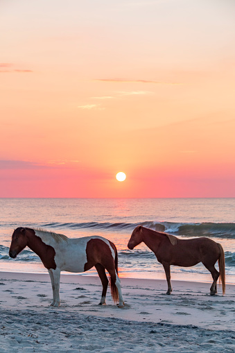 feral horses on Assateague beach in a early morning summer sunrise.