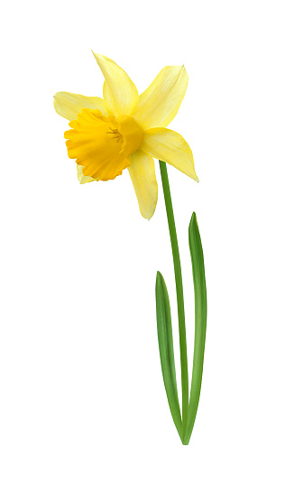 Yellow narcissus varieties Lemon Silk, flower on stem with leaves isolated on white background