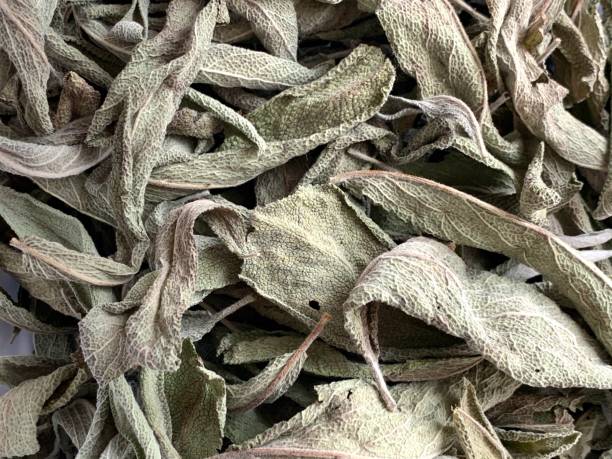 istock Dried sage leaves. Phytotherapy. 1393655105