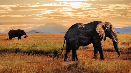 African Elephant and baby: Teaching in Masai Mara at Kenya. 