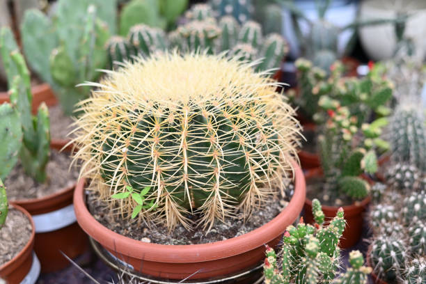 echinocactus grusonii, złoty kaktus beczkowy, złota kula lub poduszka teściowej, jest dobrze znanym gatunkiem kaktusa. zbliżenie - grusonii zdjęcia i obrazy z banku zdjęć