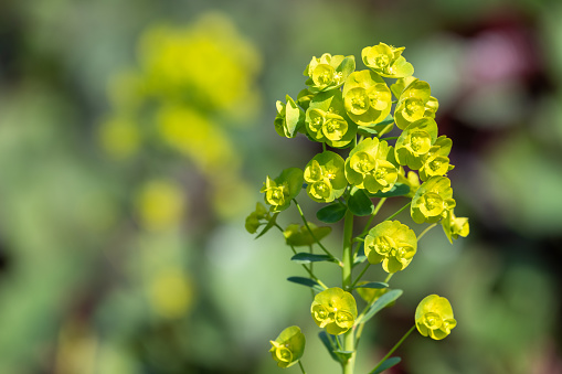 Close up of euphorbia flowers in bloom