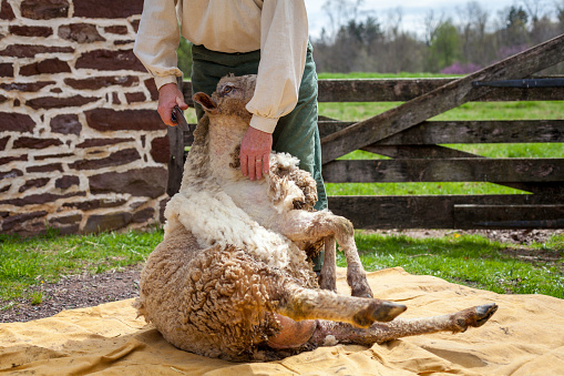 Sheep are domesticated livestock .They are raised for their meat, and milk and their coats are made to make wool. This shows a sheep shearing event in Montgomery County, Pennsylvania.