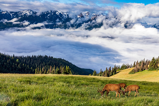 Black tailed deer meandering along Hurricane Ridge Trail in Olympic national park in Washington.