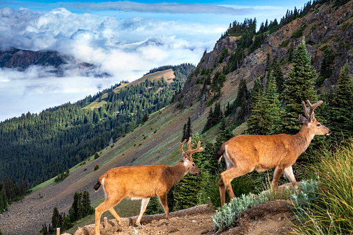 Black tailed deer meandering along Hurricane Ridge Trail in Olympic national park in Washington.