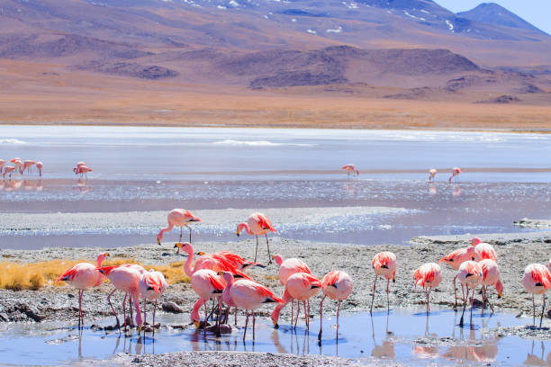istock Laguna Hedionda flamingos, Bolivia 1393663844