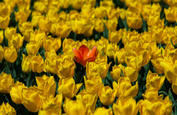 istock Tulips and flowers 1393664967