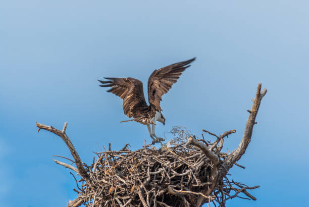 istock Osprey Landing at the Nest 1393665057