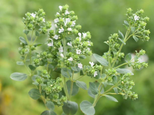 オリガヌム・ヴァルガレ・スイート・マジョラム - oregano herb garden herb gardens ストックフォトと画像