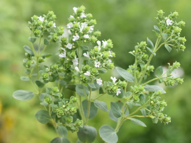 Origanum vulgare sweet marjoram Origanum vulgare sweet marjoram plant flowering white flowers in garden relish green food isolated stock pictures, royalty-free photos & images