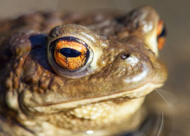 istock Common or European toad brown colored in latin bufo bufo 1393669034