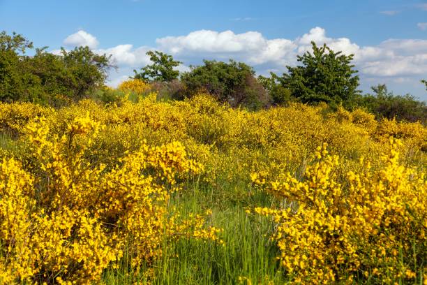 istock Cytisus scoparius common Scotch broom yellow flowering 1393669254