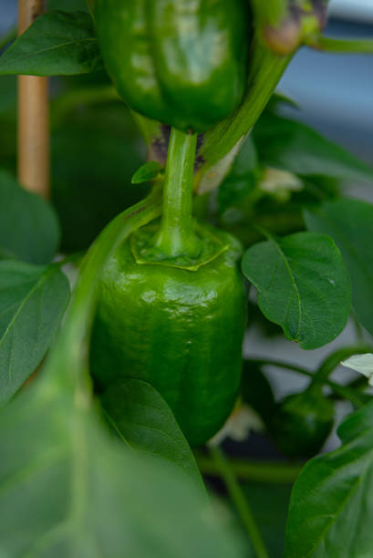 istock Green pepper ready to be harvested.. 1393669255