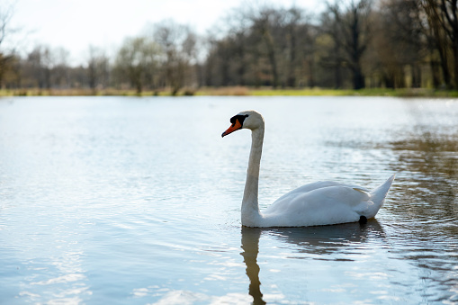 A white swan is by the lake