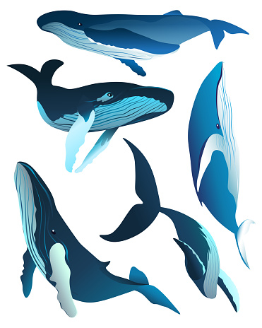 Set of illustrations of whales in different poses