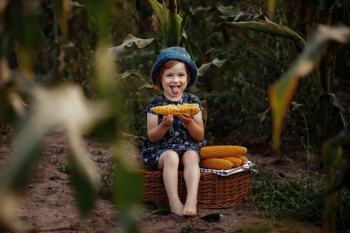 Happy little girl in a blue dress and hat holds an ear of corn on a farm in a field, outdoors. Funny child is having fun farming and gardening. Harvest, Thanksgiving.