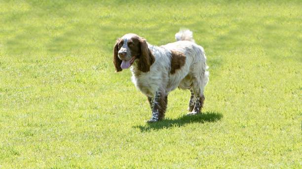 istock Brown & White English Springer Spaniel. 1393670755