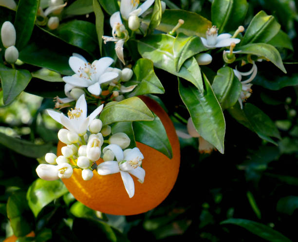 istock Valencian orange and orange blossoms. Spain. Spring harvest 1393671552
