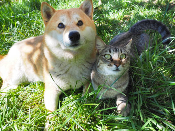 щенок сиба-ину и его друг полосатый котенок - puppy feline domestic cat fur стоковые фото и изображения