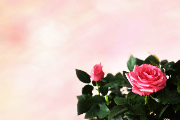 Mothers Day floral background with pink roses and copy space