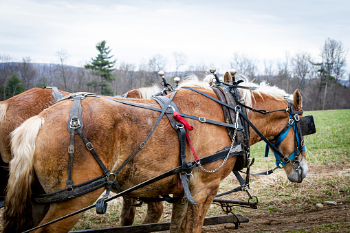 Two Amish Belgian Horses at work