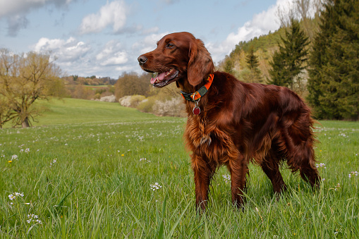 Irish Setter in blossoming spring valley.